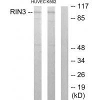 Western blot analysis of extracts from HUVEC cells and K562 cells, using RIN3 antibody #33985.