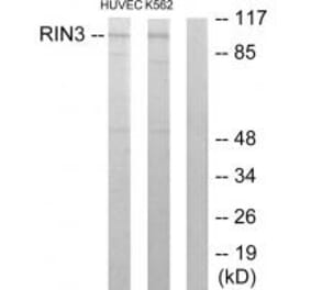 Western blot - RIN3 Antibody from Signalway Antibody (33985) - Antibodies.com