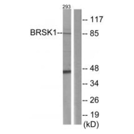 Western blot - BRSK1 Antibody from Signalway Antibody (33989) - Antibodies.com