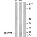 Western blot - ORAV1 Antibody from Signalway Antibody (33995) - Antibodies.com