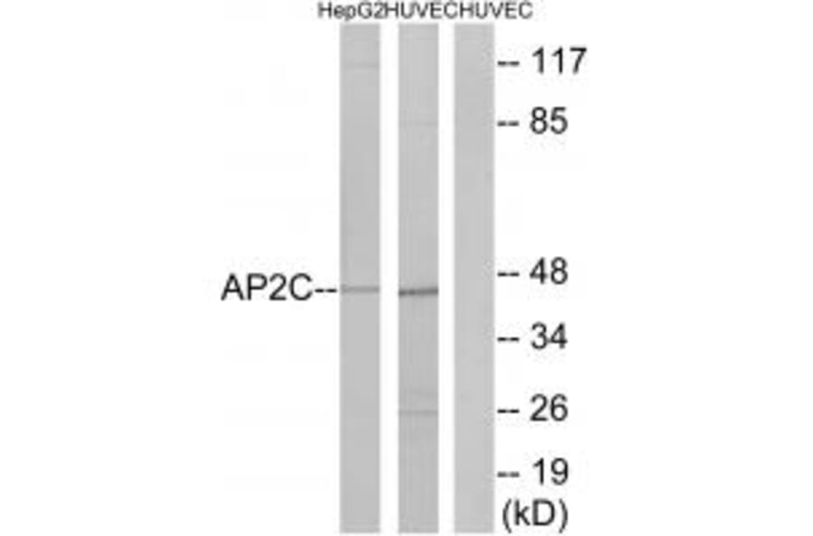 Western blot - AP2C Antibody from Signalway Antibody (34004) - Antibodies.com