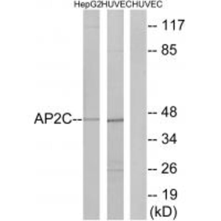 Western blot - AP2C Antibody from Signalway Antibody (34004) - Antibodies.com