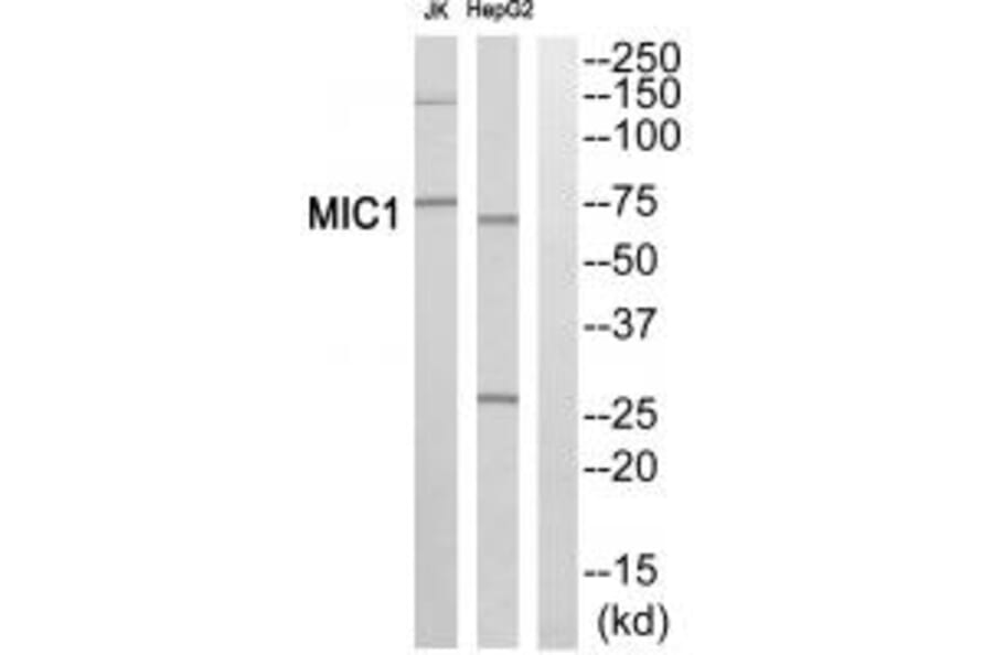 Western blot - MIC1 Antibody from Signalway Antibody (34027) - Antibodies.com
