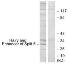 Western blot - HES6 Antibody from Signalway Antibody (34030) - Antibodies.com