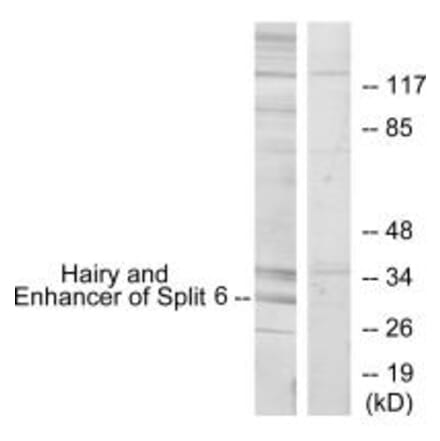 Western blot - HES6 Antibody from Signalway Antibody (34030) - Antibodies.com