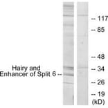 Western blot - HES6 Antibody from Signalway Antibody (34030) - Antibodies.com