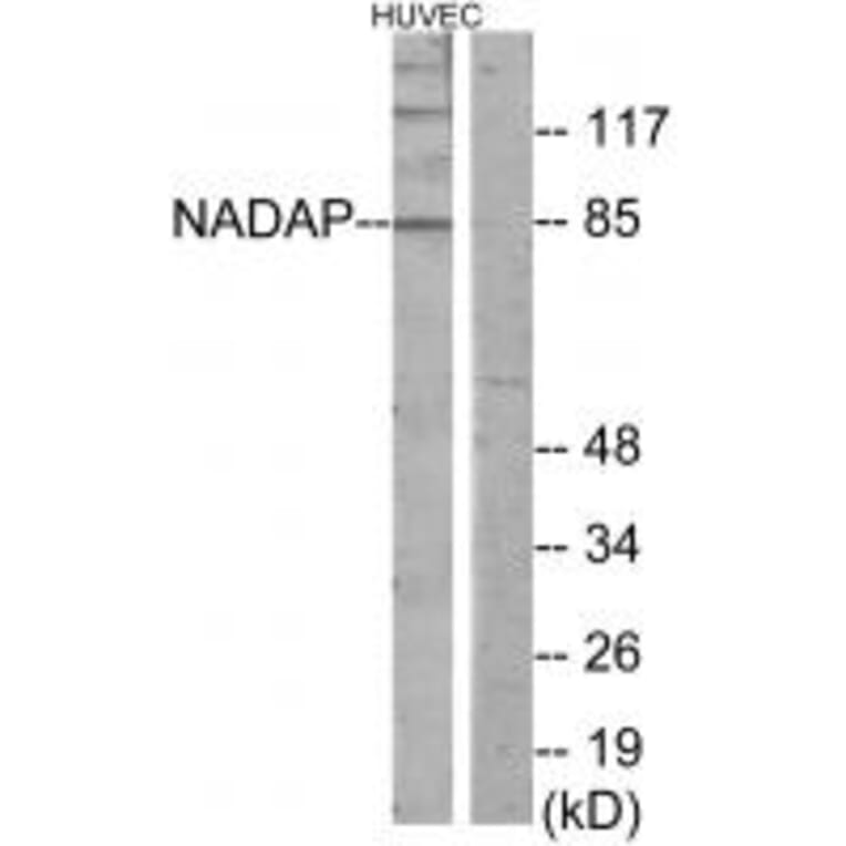 Western blot - NADAP Antibody from Signalway Antibody (34047) - Antibodies.com