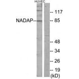 Western blot - NADAP Antibody from Signalway Antibody (34047) - Antibodies.com