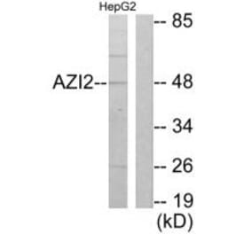 Western blot - AZI2 Antibody from Signalway Antibody (34065) - Antibodies.com