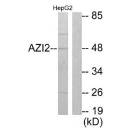 Western blot - AZI2 Antibody from Signalway Antibody (34065) - Antibodies.com