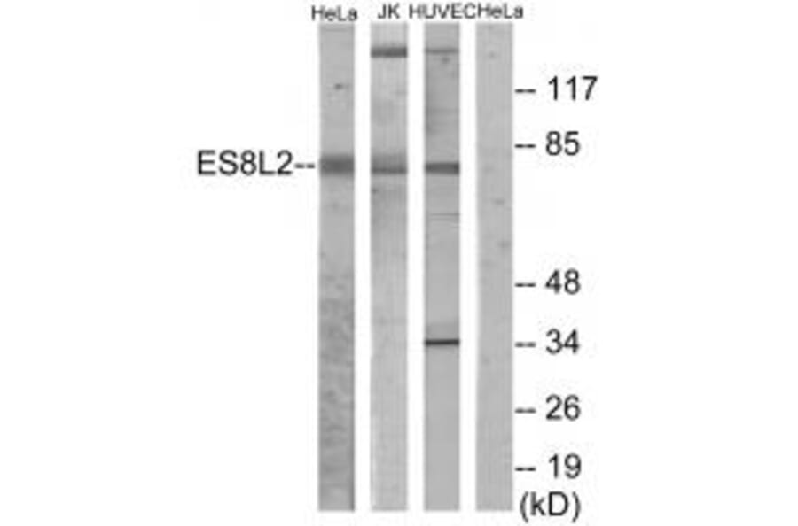 Western blot - ES8L2 Antibody from Signalway Antibody (34066) - Antibodies.com