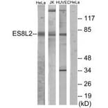 Western blot - ES8L2 Antibody from Signalway Antibody (34066) - Antibodies.com