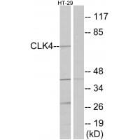Western blot analysis of extracts from HT-29 cells, using CLK4 antibody #34070.