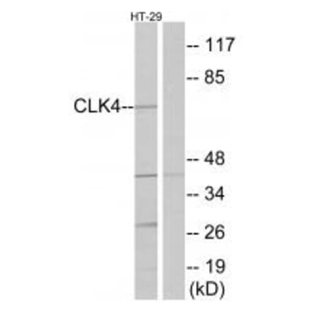 Western blot - CLK4 Antibody from Signalway Antibody (34070) - Antibodies.com