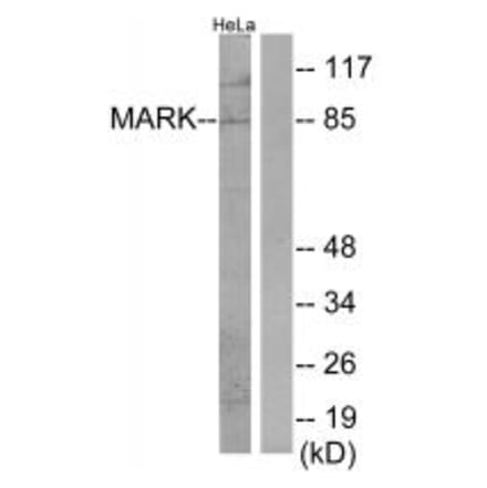 Western blot - MARK Antibody from Signalway Antibody (34087) - Antibodies.com
