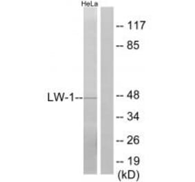 Western blot - LW-1 Antibody from Signalway Antibody (34092) - Antibodies.com