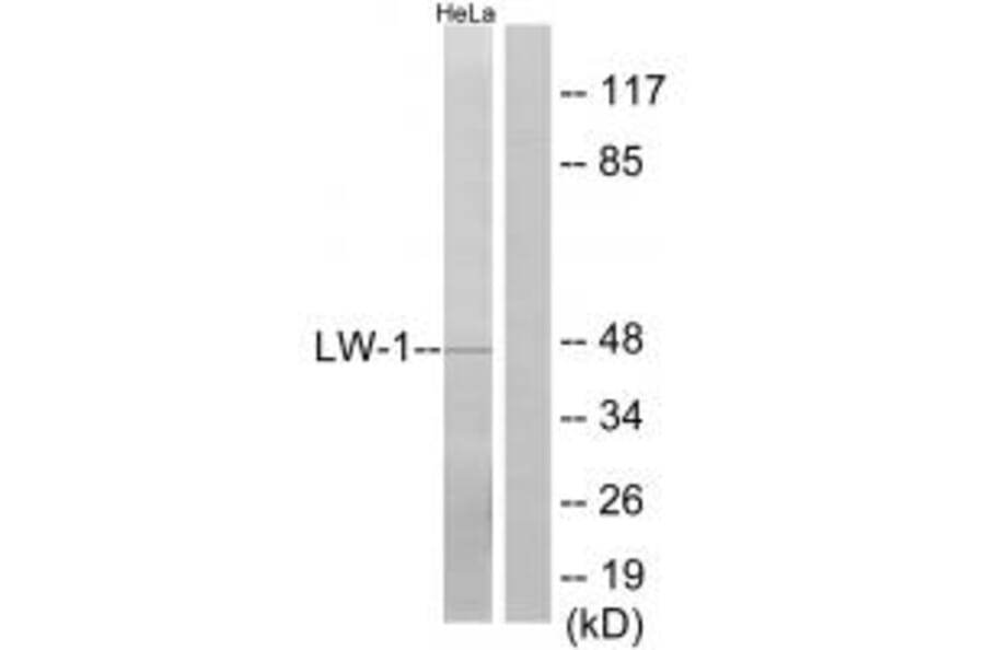 Western blot - LW-1 Antibody from Signalway Antibody (34092) - Antibodies.com