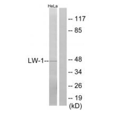 Western blot - LW-1 Antibody from Signalway Antibody (34092) - Antibodies.com