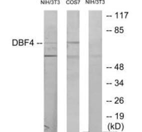 Western blot - DBF4 Antibody from Signalway Antibody (34095) - Antibodies.com