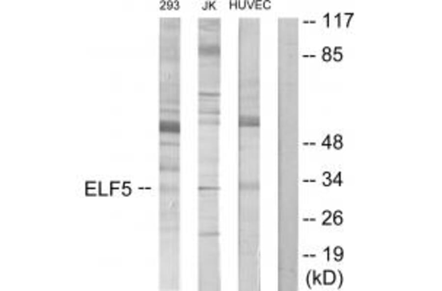 Western blot - ELF5 Antibody from Signalway Antibody (34113) - Antibodies.com