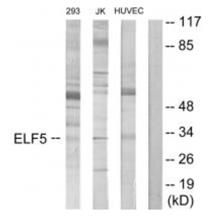 Western blot - ELF5 Antibody from Signalway Antibody (34113) - Antibodies.com