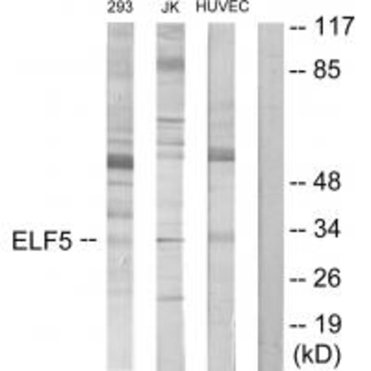 Western blot - ELF5 Antibody from Signalway Antibody (34113) - Antibodies.com