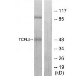 Western blot - TCFL5 Antibody from Signalway Antibody (34114) - Antibodies.com