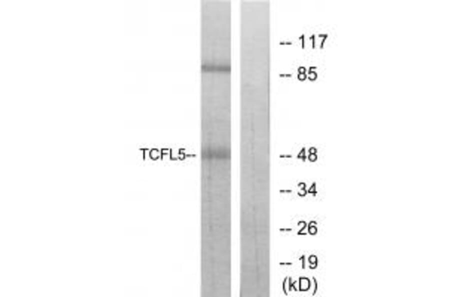 Western blot - TCFL5 Antibody from Signalway Antibody (34114) - Antibodies.com