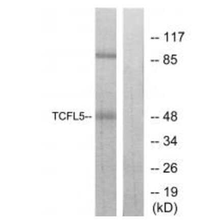Western blot - TCFL5 Antibody from Signalway Antibody (34114) - Antibodies.com