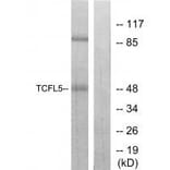 Western blot - TCFL5 Antibody from Signalway Antibody (34114) - Antibodies.com