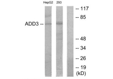 Western blot analysis of extracts from HepG2 cells and 293 cells, using ADD3 antibody #34164.