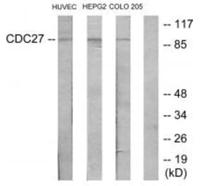 Western blot - H-NUC Antibody from Signalway Antibody (34190) - Antibodies.com