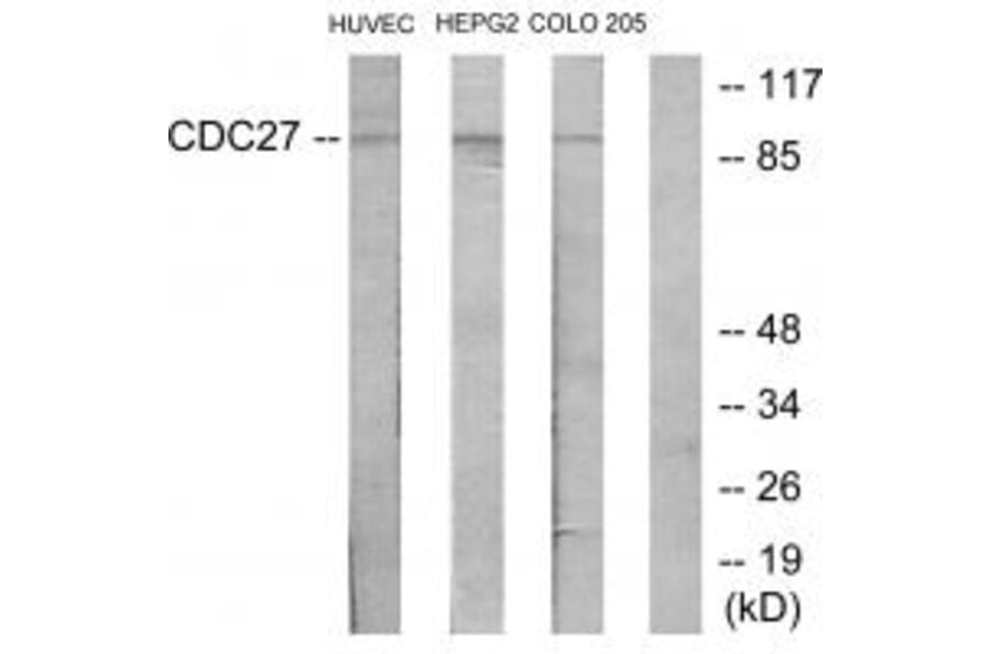 Western blot - H-NUC Antibody from Signalway Antibody (34190) - Antibodies.com