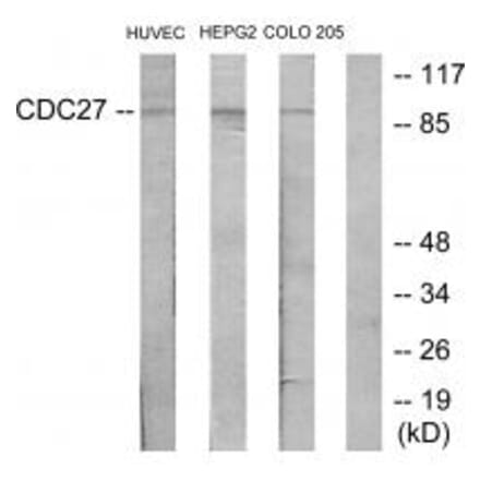 Western blot - H-NUC Antibody from Signalway Antibody (34190) - Antibodies.com