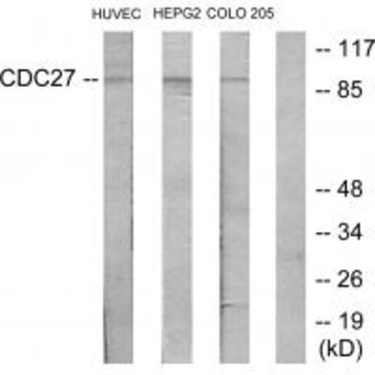 Western blot - H-NUC Antibody from Signalway Antibody (34190) - Antibodies.com