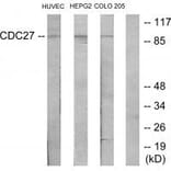 Western blot - H-NUC Antibody from Signalway Antibody (34190) - Antibodies.com