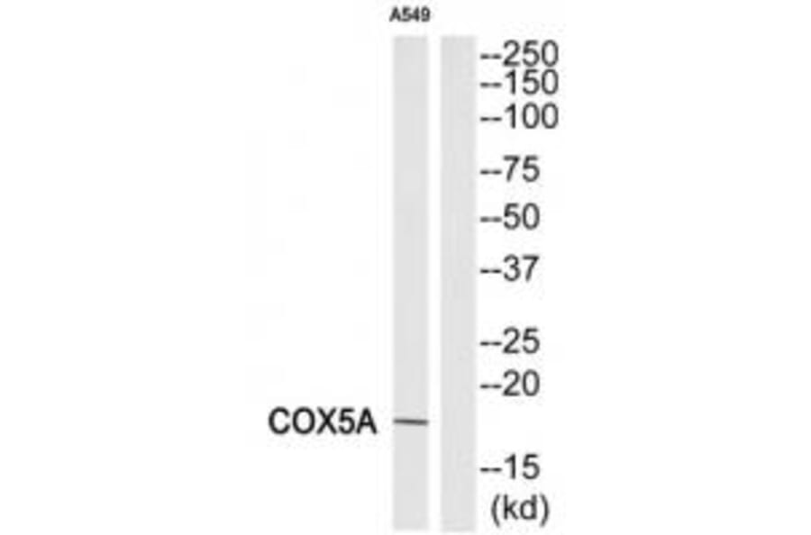 Western blot - COX5A Antibody from Signalway Antibody (34224) - Antibodies.com