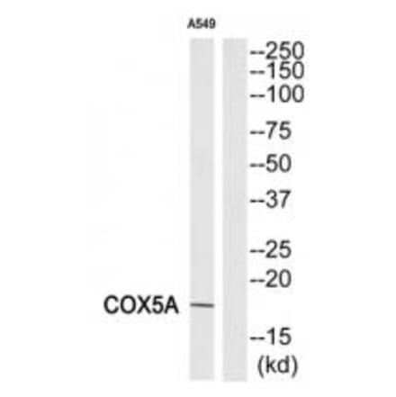 Western blot - COX5A Antibody from Signalway Antibody (34224) - Antibodies.com