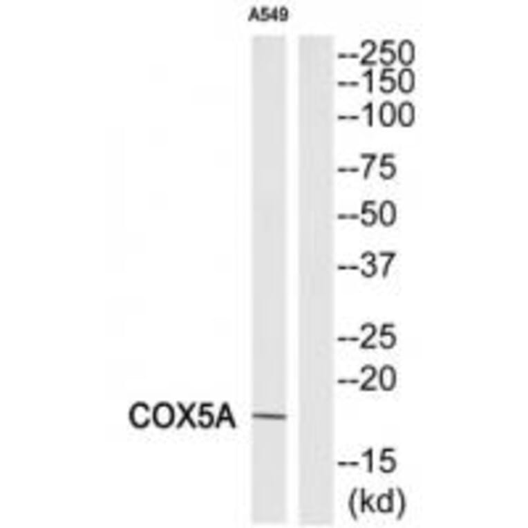 Western blot - COX5A Antibody from Signalway Antibody (34224) - Antibodies.com