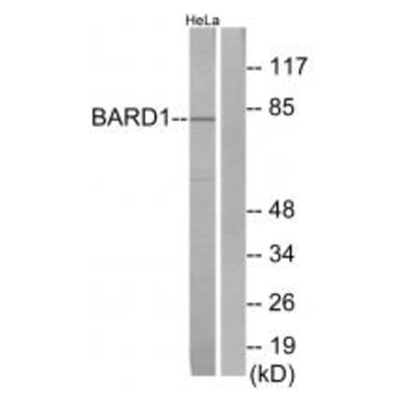Western blot - BARD1 Antibody from Signalway Antibody (34259) - Antibodies.com