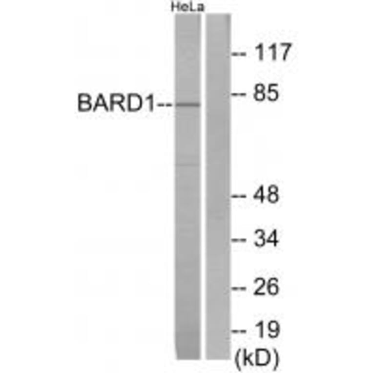 Western blot - BARD1 Antibody from Signalway Antibody (34259) - Antibodies.com