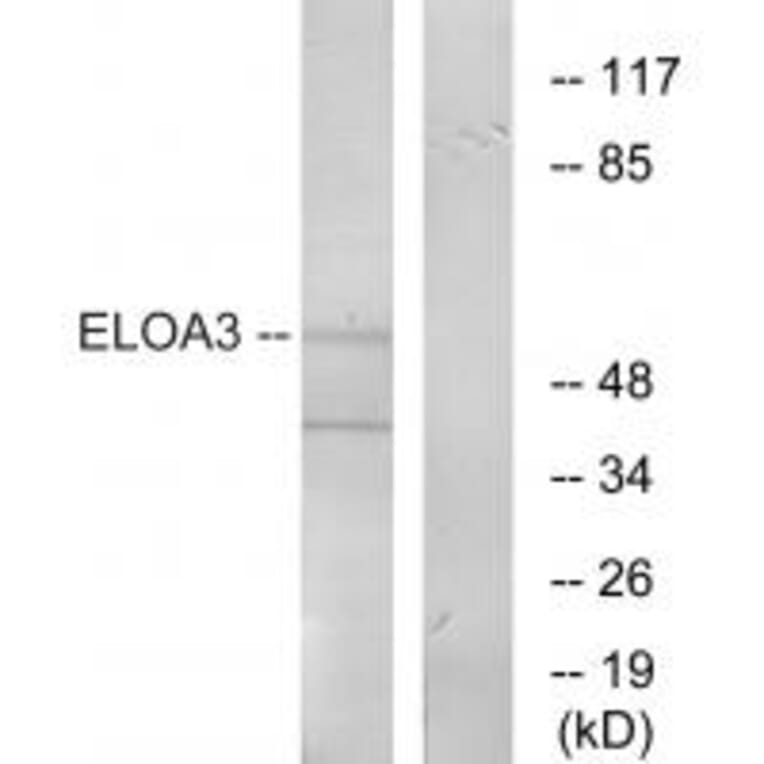 Western blot - ELOA3 Antibody from Signalway Antibody (34268) - Antibodies.com
