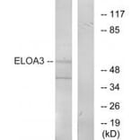 Western blot - ELOA3 Antibody from Signalway Antibody (34268) - Antibodies.com