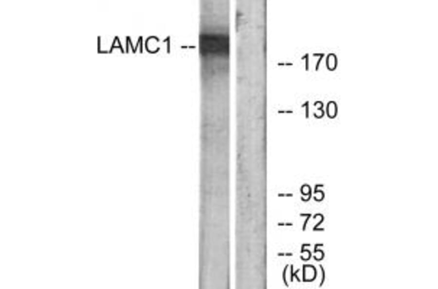 Western blot - LAMC1 Antibody from Signalway Antibody (34279) - Antibodies.com