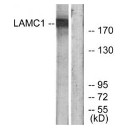 Western blot - LAMC1 Antibody from Signalway Antibody (34279) - Antibodies.com