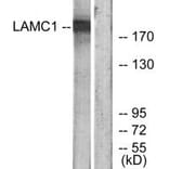 Western blot - LAMC1 Antibody from Signalway Antibody (34279) - Antibodies.com