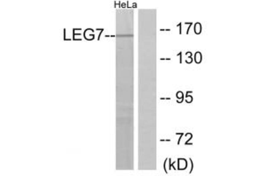Western blot - LEG7 Antibody from Signalway Antibody (34283) - Antibodies.com