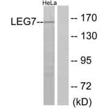 Western blot - LEG7 Antibody from Signalway Antibody (34283) - Antibodies.com