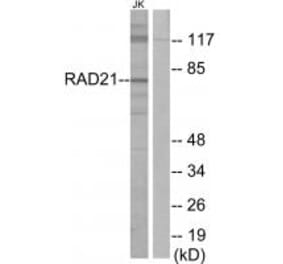 Western blot - RAD21 Antibody from Signalway Antibody (34296) - Antibodies.com