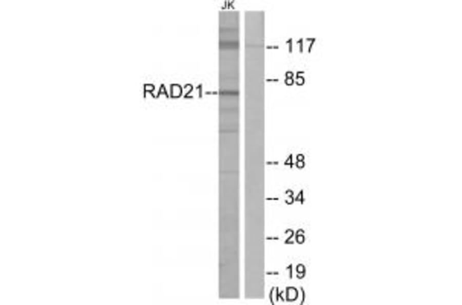 Western blot - RAD21 Antibody from Signalway Antibody (34296) - Antibodies.com